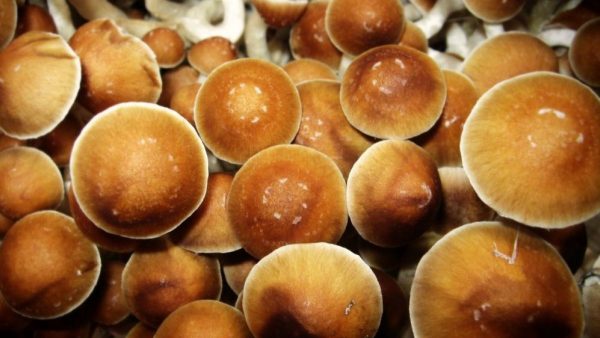 Golden Teachers