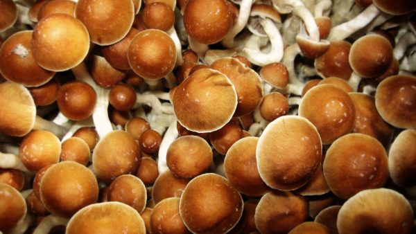 Golden caps